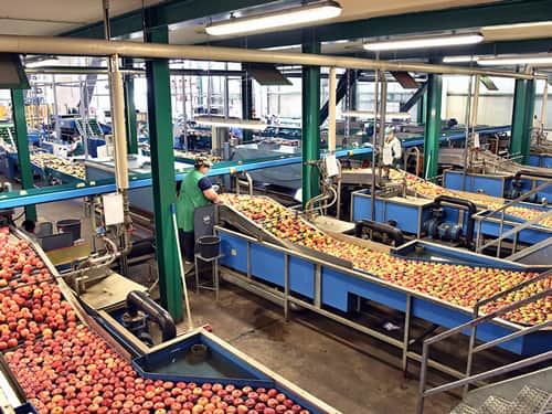 A factory interior featuring a conveyor belt transporting fresh apples for processing.
