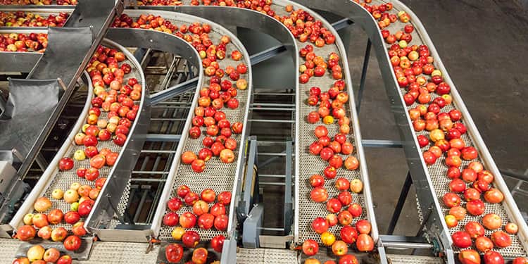A conveyor belt transporting fresh red apples in a production facility.